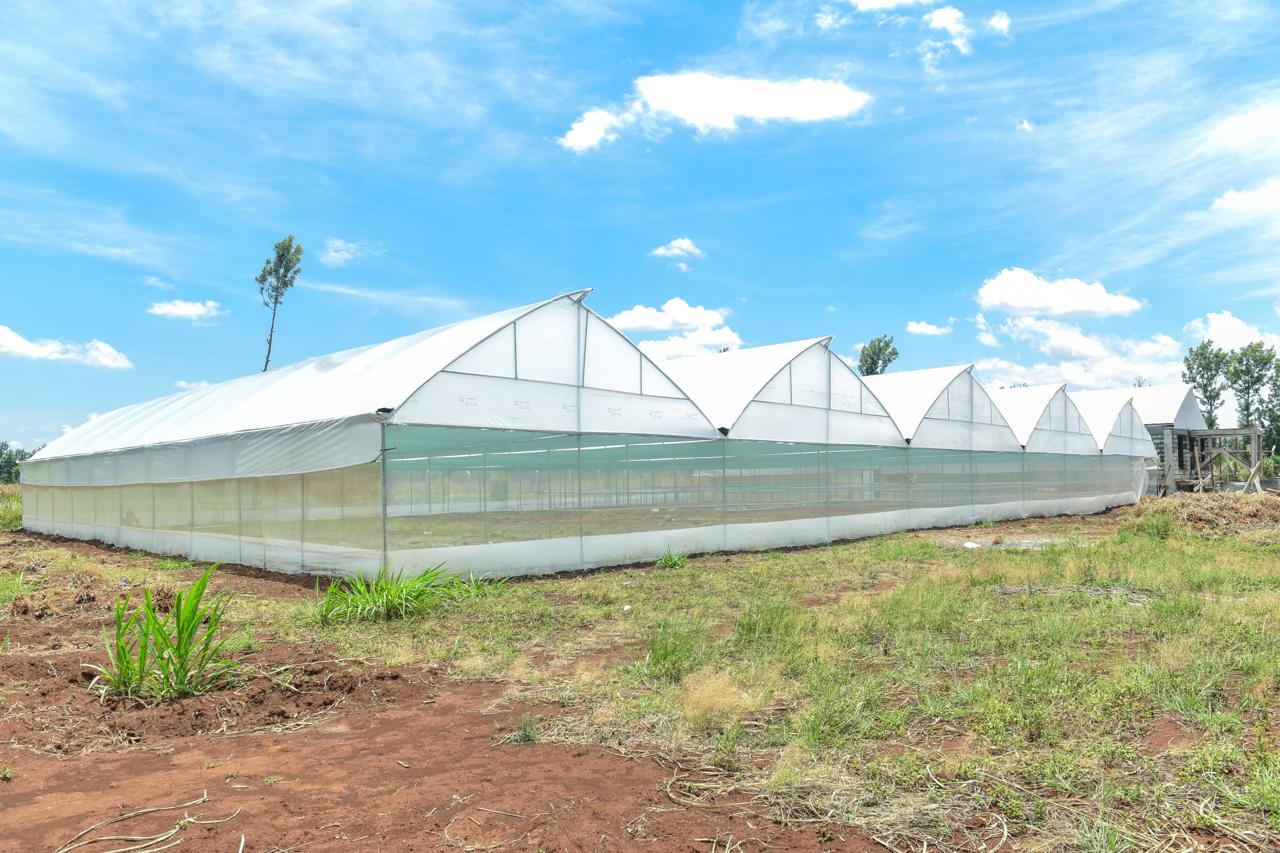 File image of a seedlings propagation center under construction in Kirinyaga County.